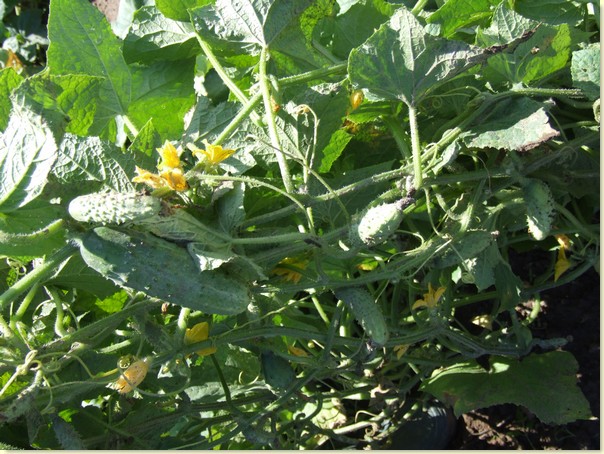 Zastosowanie probiotyk�w